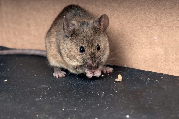 Mouse Eating
