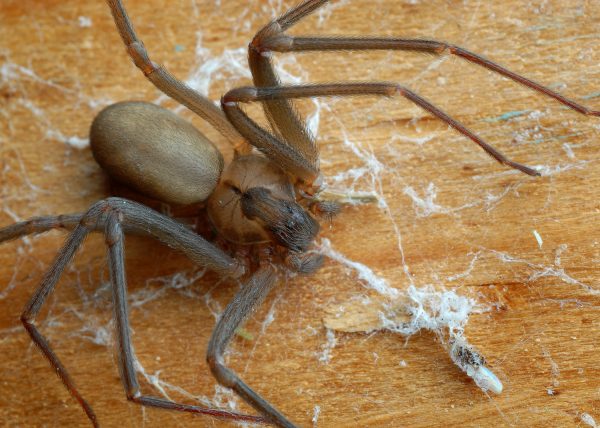 Brown Recluse