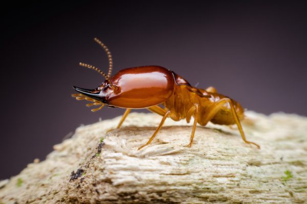 Termite on Wood